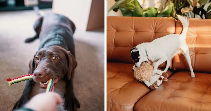 Why Dogs Shake Their Toys: Exploring Dog Toy-shaking Behavior