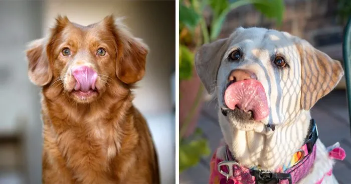 Why Do Dogs Smack Their Lips - Explained