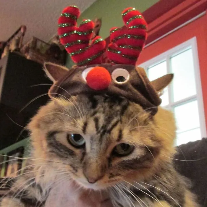 I Loathe Hoomins