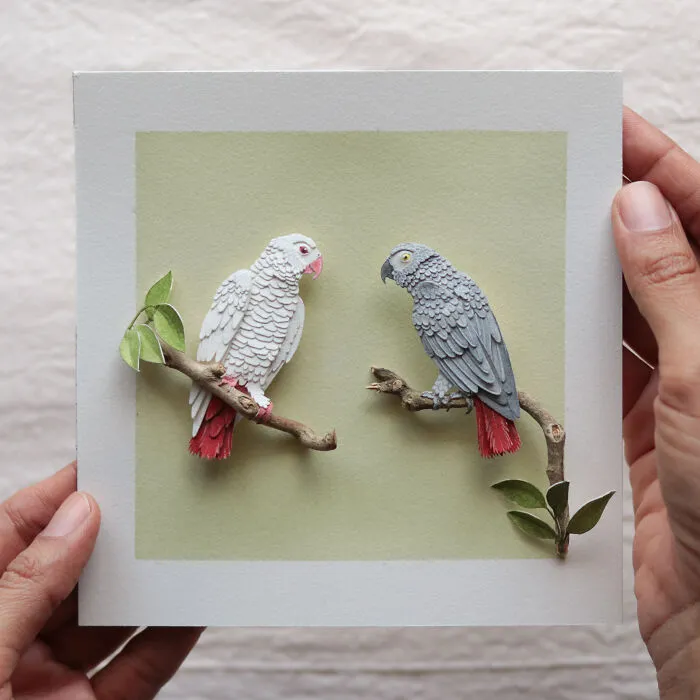 African Grey Parrot
