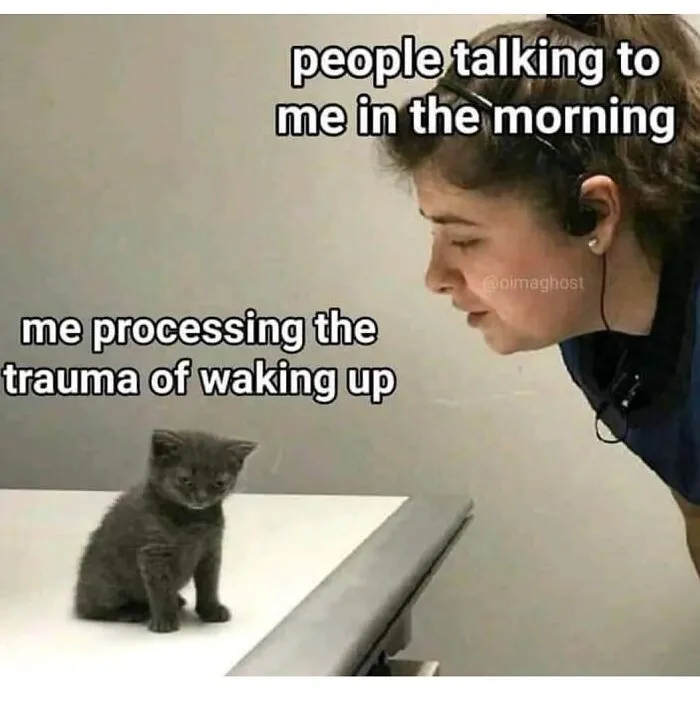 A woman looks at a small kitten with captions: "people talking to me in the morning," capturing funny and relatable memes.