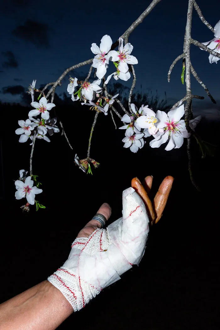 Almond Blossom