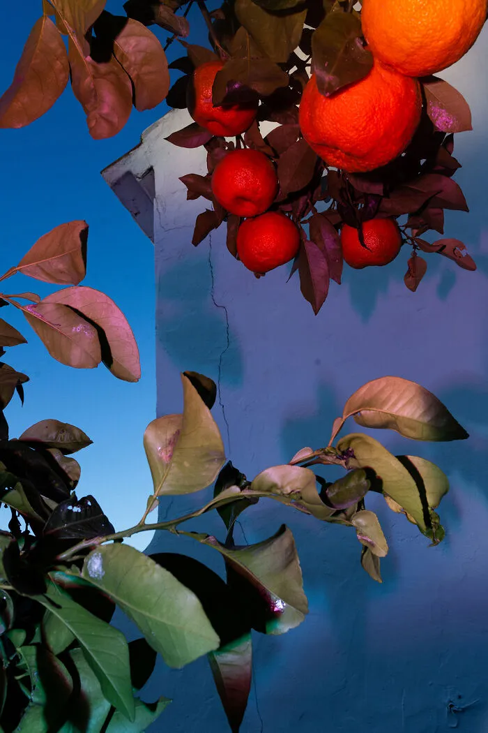 Blood Oranges