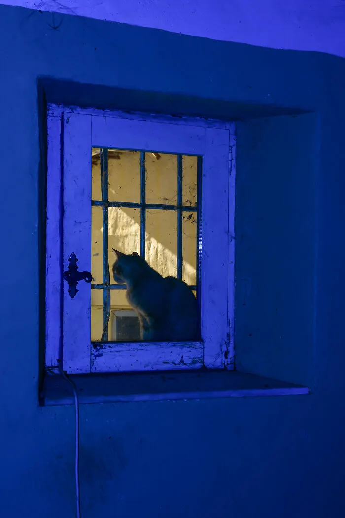 Cold Kitty