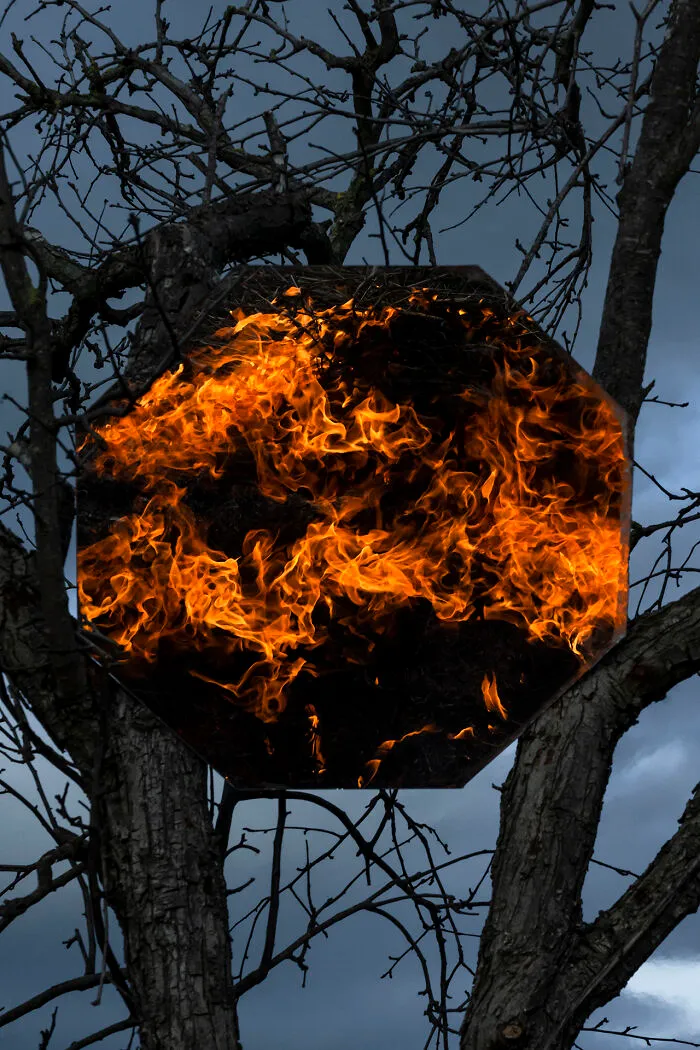 Forest Fire