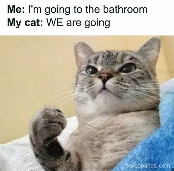 50 Funny And Relatable Cat Memes That Might Make You Want To Rescue A(nother) Cat