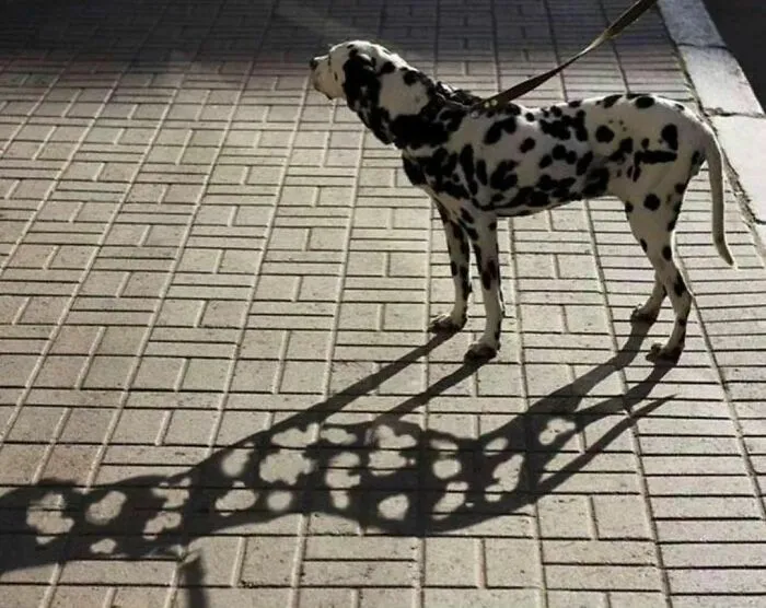 "I Am Cringe, But I Am Free": 50 Hilarious Yet Confusing Images