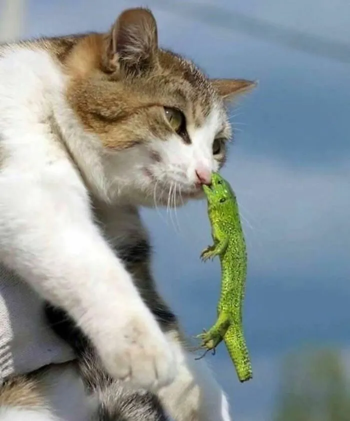 "I Am Cringe, But I Am Free": 50 Hilarious Yet Confusing Images