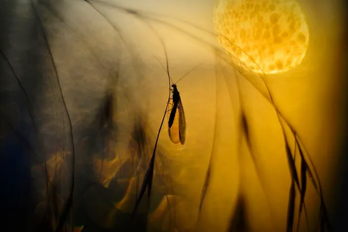 I Love To Photograph In The Morning Or Evening, Here Are 30 Of My Shots Taken During The Golden Hour