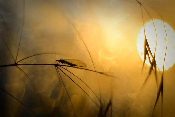 I Love To Photograph In The Morning Or Evening, Here Are 30 Of My Shots Taken During The Golden Hour