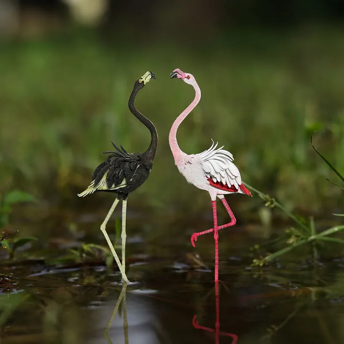 Greater Flamingo