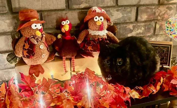 Our Turkey Family Looks Nervous That Hazel Has Joined Them