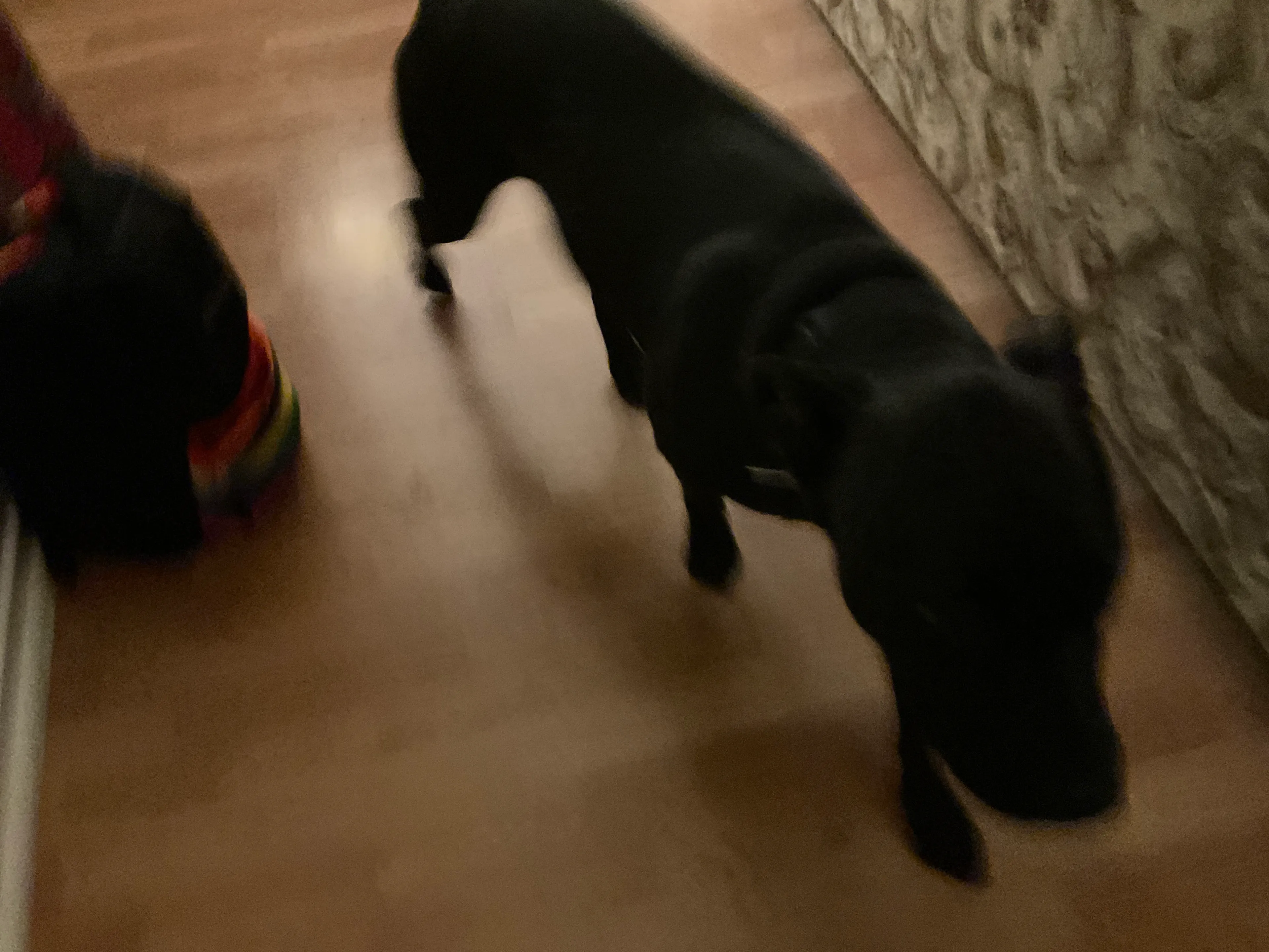 Hey Pandas, Post The Most Chaotic Picture Of Your Pet.