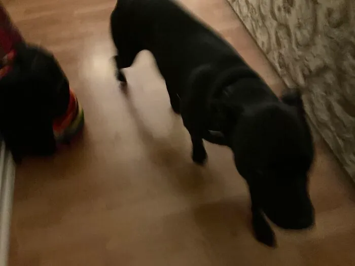 Post Some Pictures Of Your Pets Being Chaotic Please!