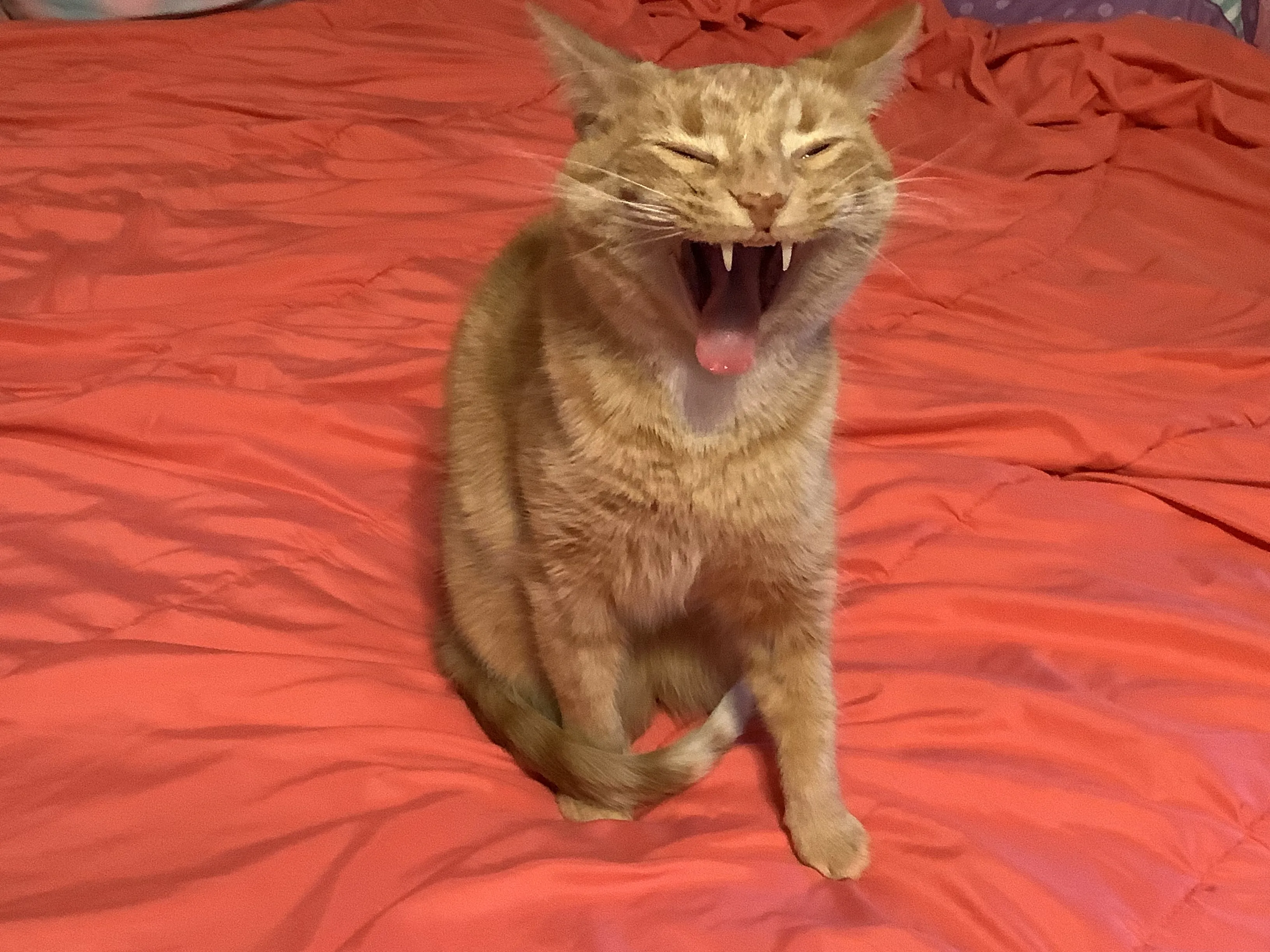 Hey Pandas, Post The Funniest Picture Of Your Pet