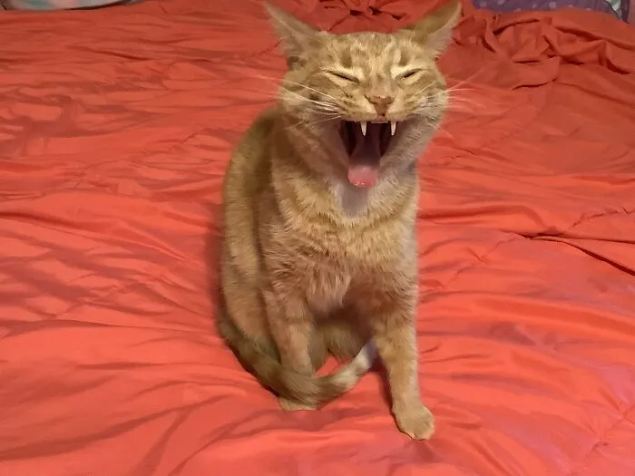 Vampire Kitty