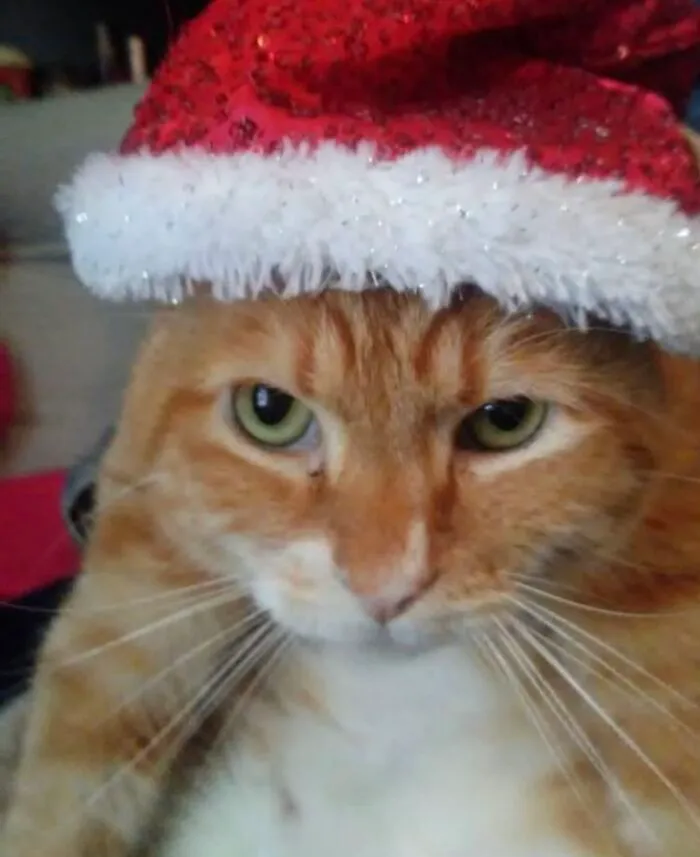 Simba Is Thrilled To Play Santa Paws This Year!