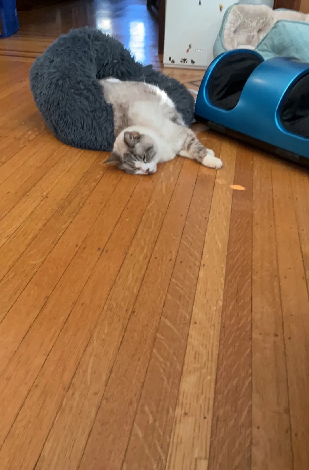 Hey Pandas Post A Funny Picture Of Your Pet!