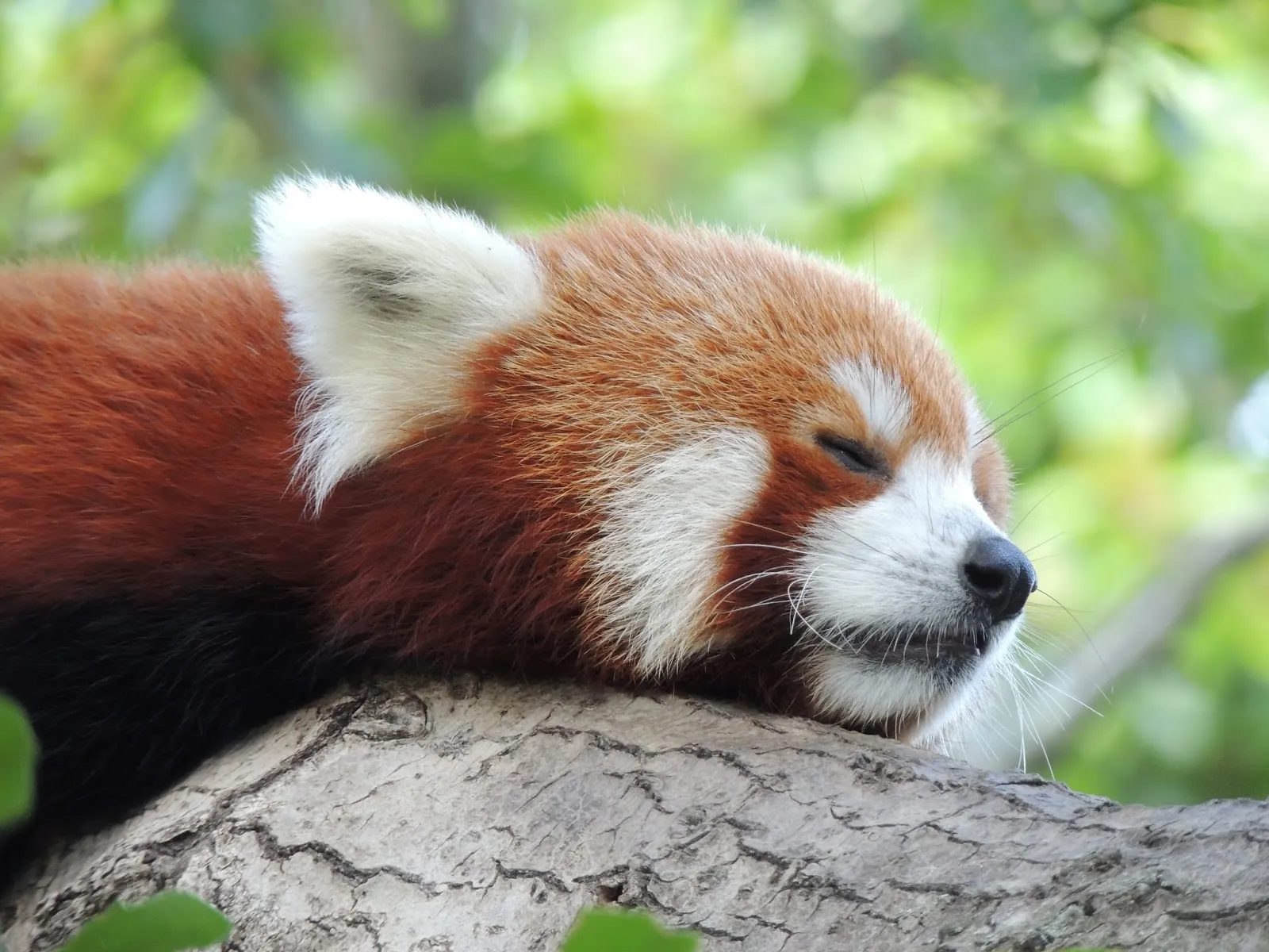 Hey Pandas, What Kind Of Panda Are You?