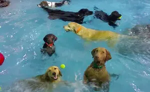 I Dare All Pandas To Try To Make A Dog Pool Party Scene On Photoshop.
