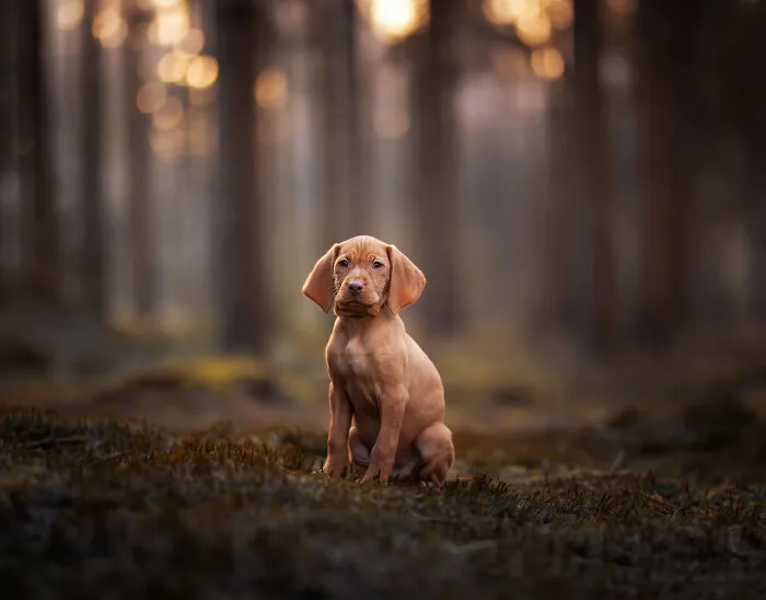 Here Are 22 Of My Favorite Photos Of Dogs I Took During Autumn (New Pics)