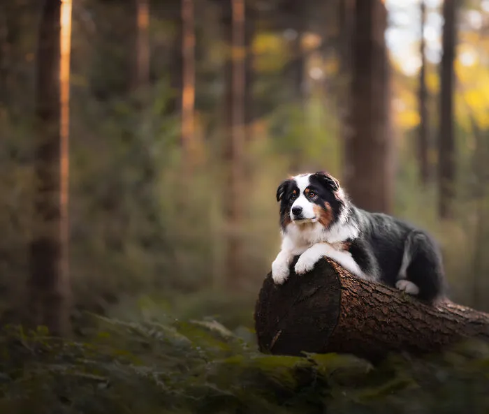 Here Are 22 Of My Favorite Photos Of Dogs I Took During Autumn (New Pics)