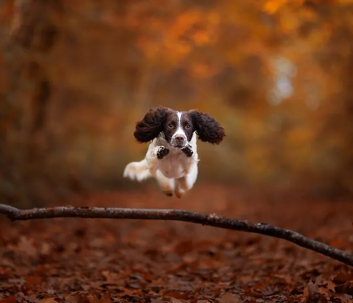 Here Are 22 Of My Favorite Photos Of Dogs I Took During Autumn (New Pics)