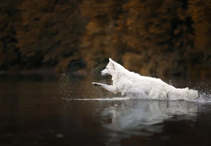 Here Are 22 Of My Favorite Photos Of Dogs I Took During Autumn (New Pics)