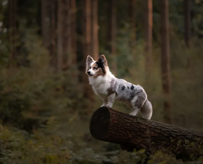 Here Are 22 Of My Favorite Photos Of Dogs I Took During Autumn (New Pics)