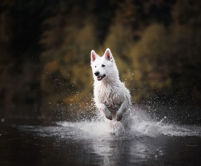 Here Are 22 Of My Favorite Photos Of Dogs I Took During Autumn (New Pics)