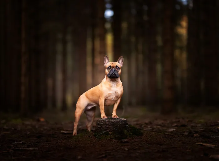 Here Are 22 Of My Favorite Photos Of Dogs I Took During Autumn (New Pics)