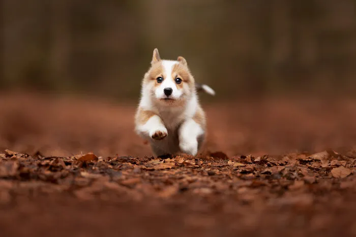 Here Are 22 Of My Favorite Photos Of Dogs I Took During Autumn (New Pics)