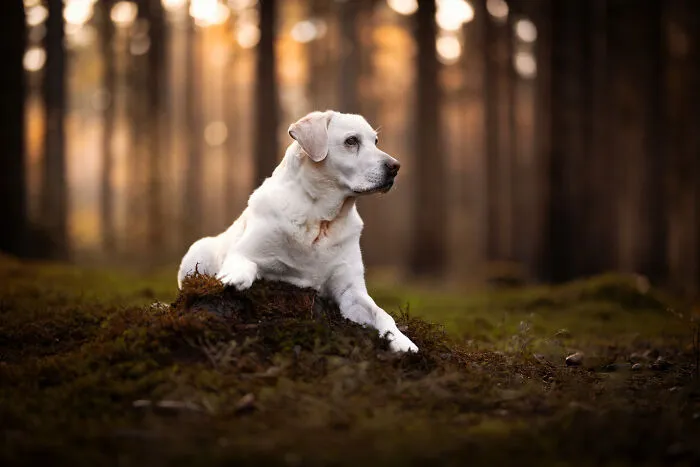 Here Are 22 Of My Favorite Photos Of Dogs I Took During Autumn (New Pics)