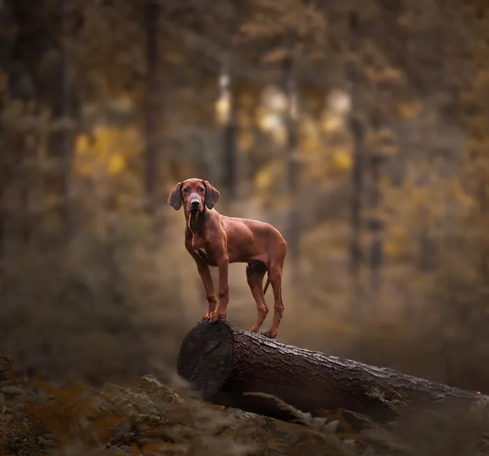 Here Are 22 Of My Favorite Photos Of Dogs I Took During Autumn (New Pics)
