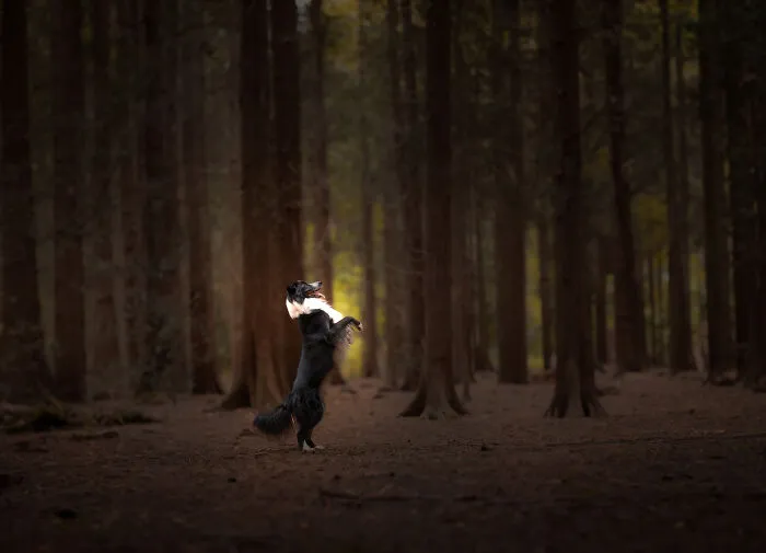 Here Are 22 Of My Favorite Photos Of Dogs I Took During Autumn (New Pics)