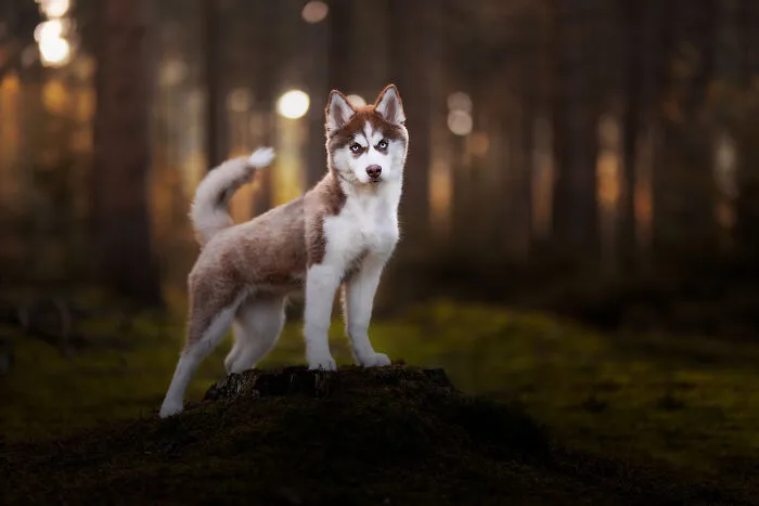 Here Are 22 Of My Favorite Photos Of Dogs I Took During Autumn (New Pics)