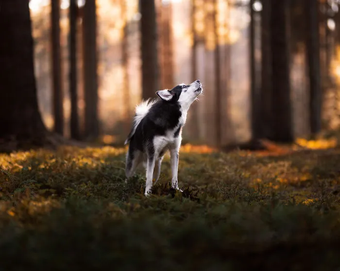 Here Are 22 Of My Favorite Photos Of Dogs I Took During Autumn (New Pics)