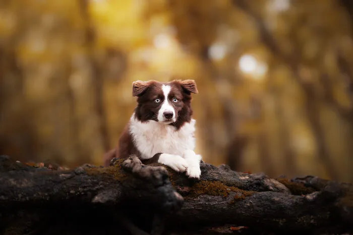 Here Are 22 Of My Favorite Photos Of Dogs I Took During Autumn (New Pics)
