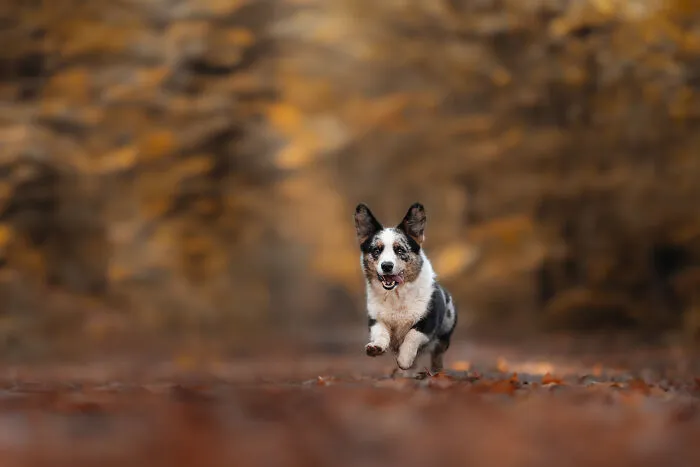 Here Are 22 Of My Favorite Photos Of Dogs I Took During Autumn (New Pics)