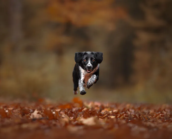Here Are 22 Of My Favorite Photos Of Dogs I Took During Autumn (New Pics)