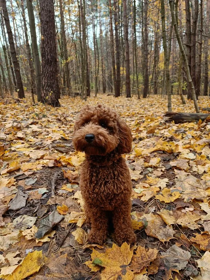 Hey Pandas, Share Photos Of Your Pets Playing In Autumn Leaves (Closed)