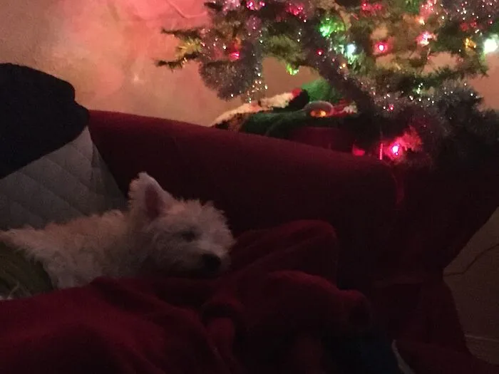 My Mom’s Wonderful Westie Waiting For Santa.  They Are Together In Heaven Now