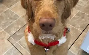 Hey Pandas, Post Adorable Holiday-Themed Pet Photos (Closed)