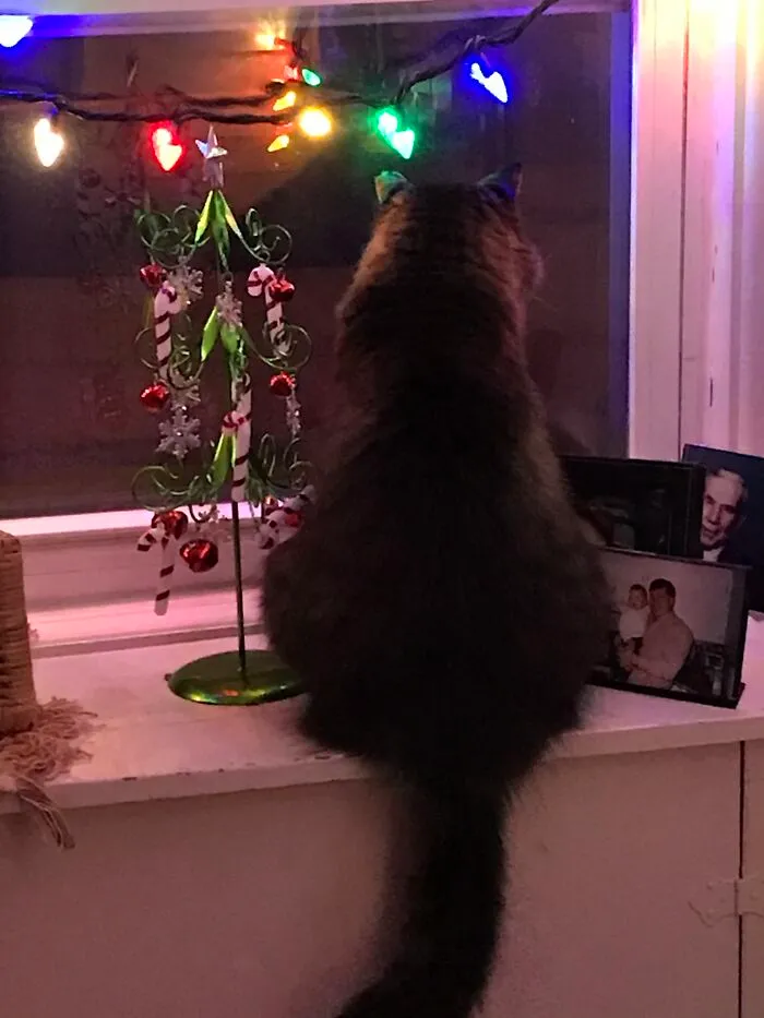 Where Are You Christmas Why Can’t I Find You?  - Rescue Cat Kiefer