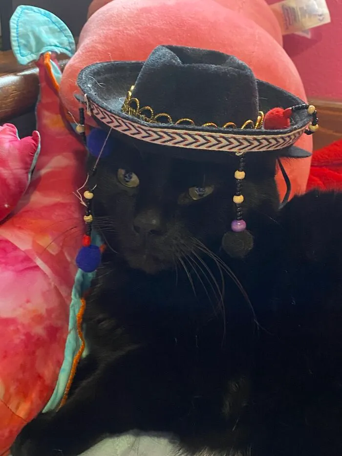 Binx Hates The Sombrero Of Doom