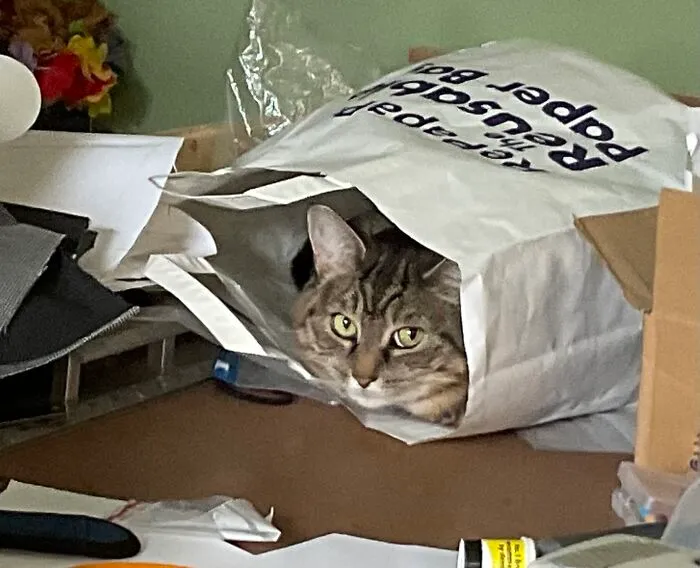 My Cat