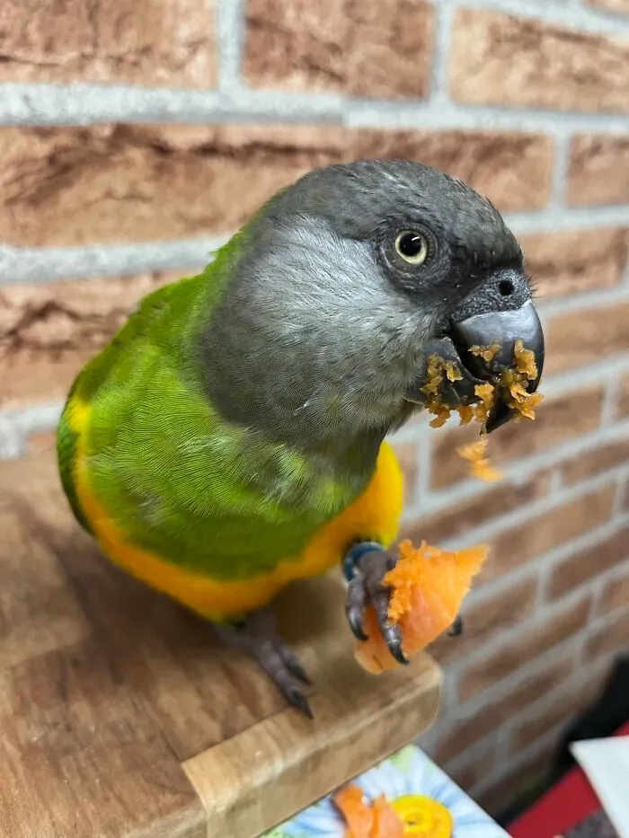 Messy Carrot Beak By Mango, My Senegal Parrot. He's A Spoiled Little Dude