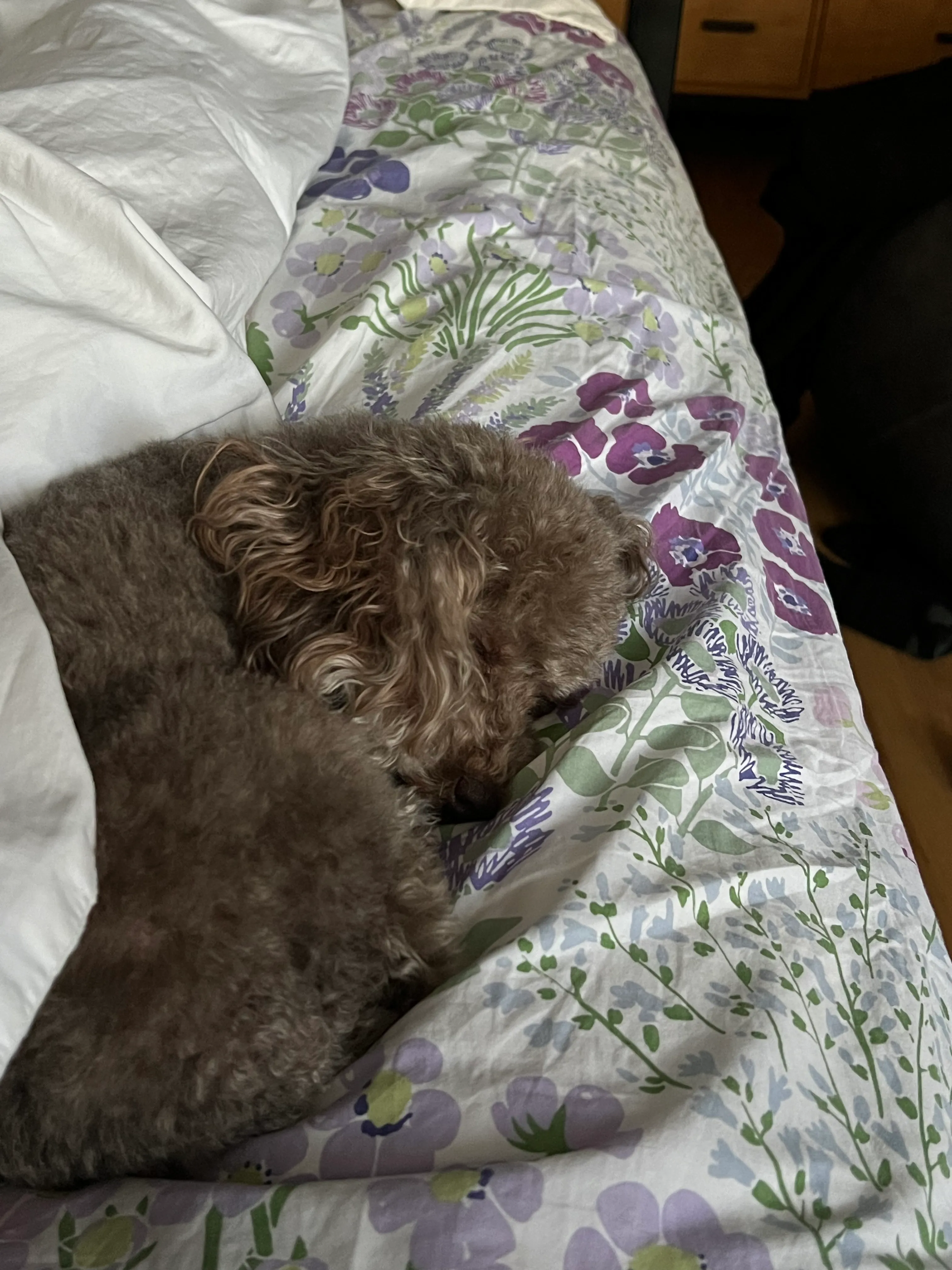 My Velcro Puppies Are Everything To Me!