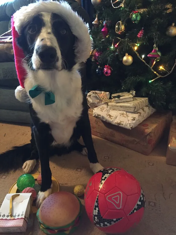 Santa Paws Was Really Good To Me To Me This Year