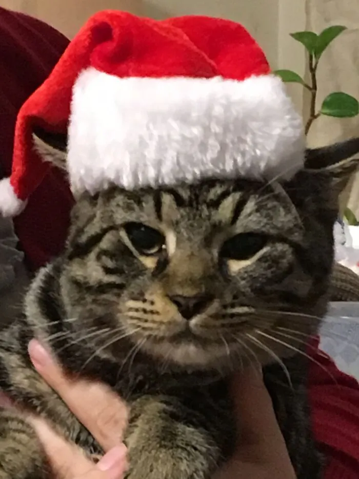 This Is Thomas X Katt, Or Just Plain Tom. He Was An Abandoned Feral Kitten (With His Two Brothers). Wife And Daughter Bottle Fed Them And He Is Now A 15 Pound Hunk Of Love